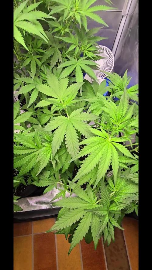 Auto Test FastBuds42 sponsored