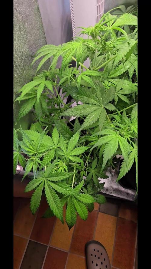 Auto Test FastBuds42 sponsored