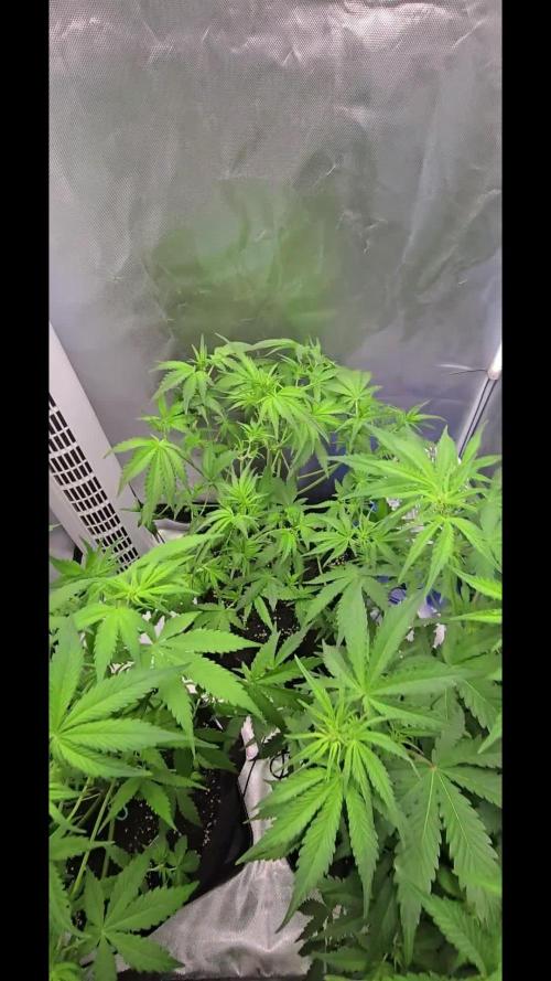 Auto Test FastBuds42 sponsored