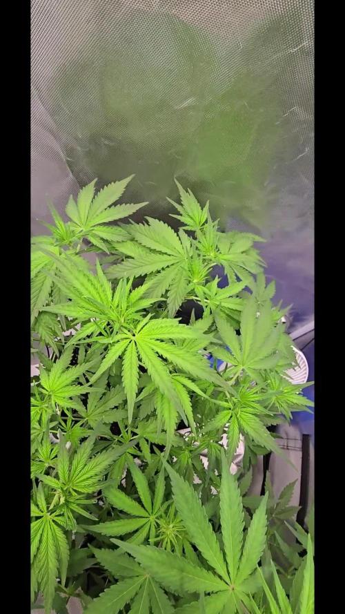 Auto Test FastBuds42 sponsored