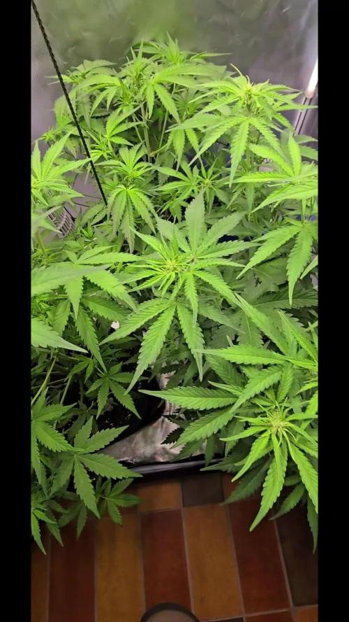 Auto Test FastBuds42 sponsored
