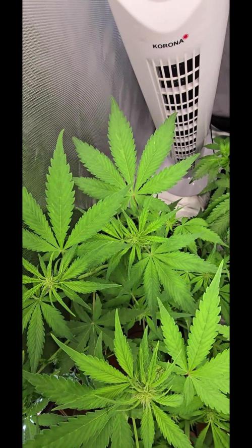 Auto Test FastBuds42 sponsored