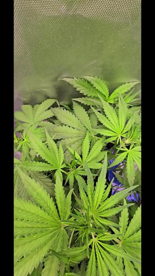 Auto Test FastBuds42 sponsored