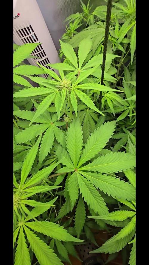 Auto Test FastBuds42 sponsored