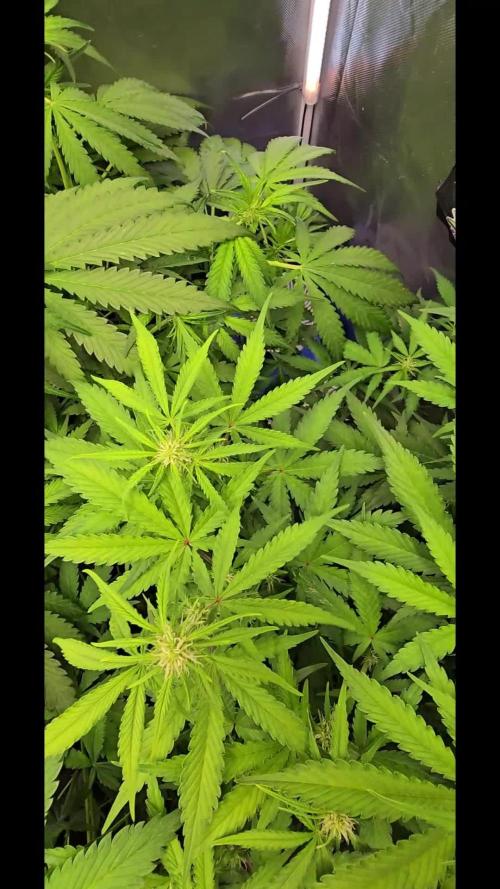 Auto Test FastBuds42 sponsored