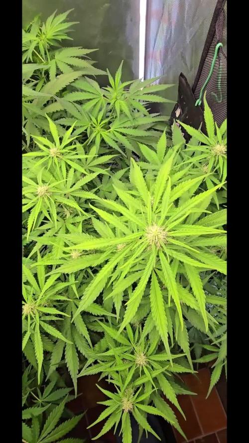 Auto Test FastBuds42 sponsored