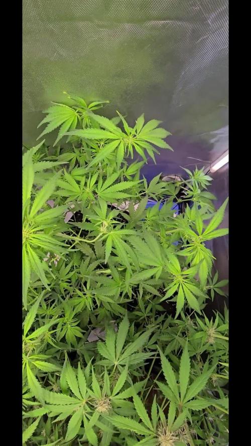 Auto Test FastBuds42 sponsored
