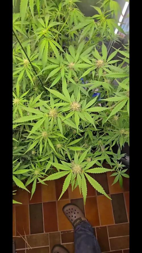 Auto Test FastBuds42 sponsored