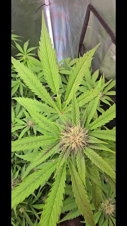 Auto Test FastBuds42 sponsored