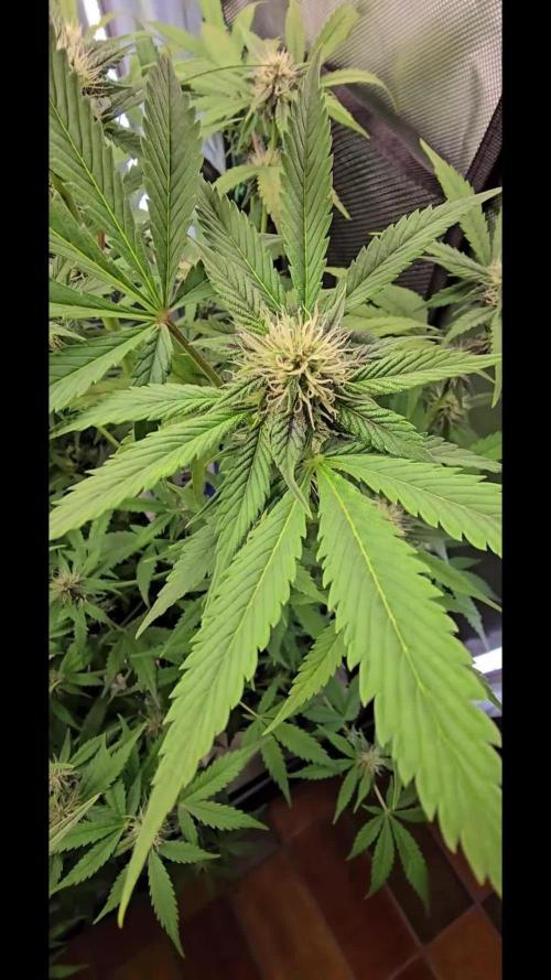 Auto Test FastBuds42 sponsored