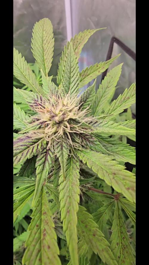 Auto Test FastBuds42 sponsored