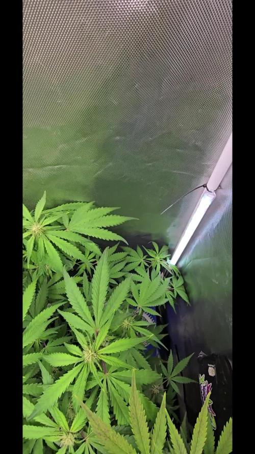 Auto Test FastBuds42 sponsored