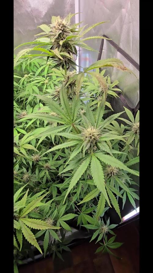 Auto Test FastBuds42 sponsored