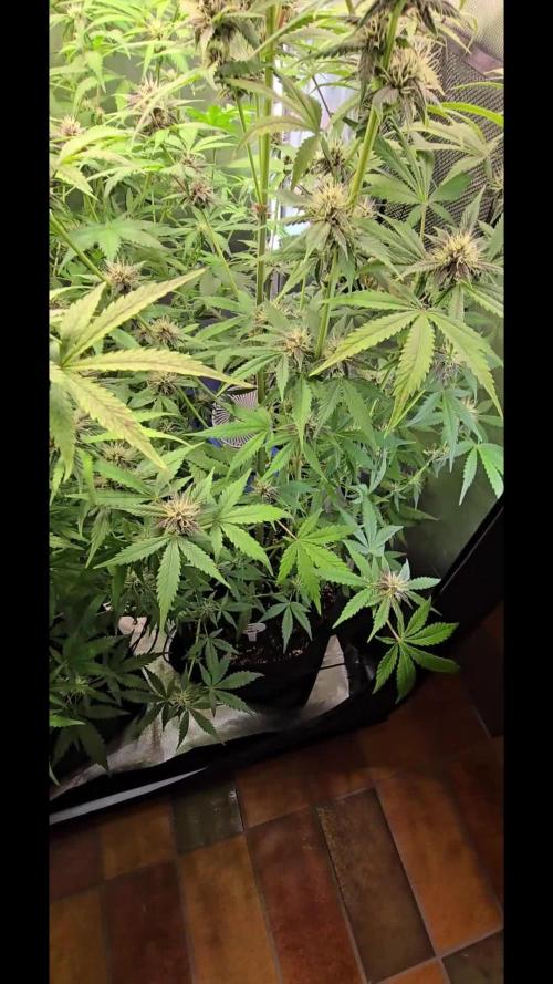 Auto Test FastBuds42 sponsored