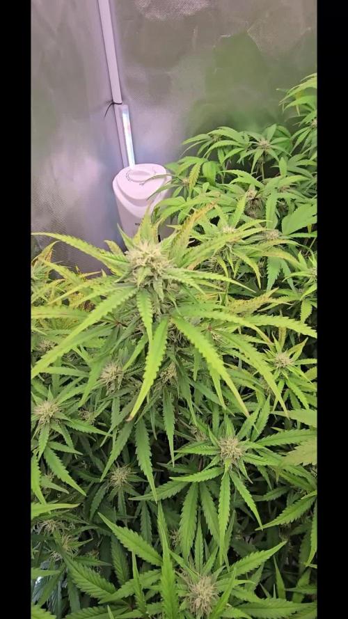 Auto Test FastBuds42 sponsored