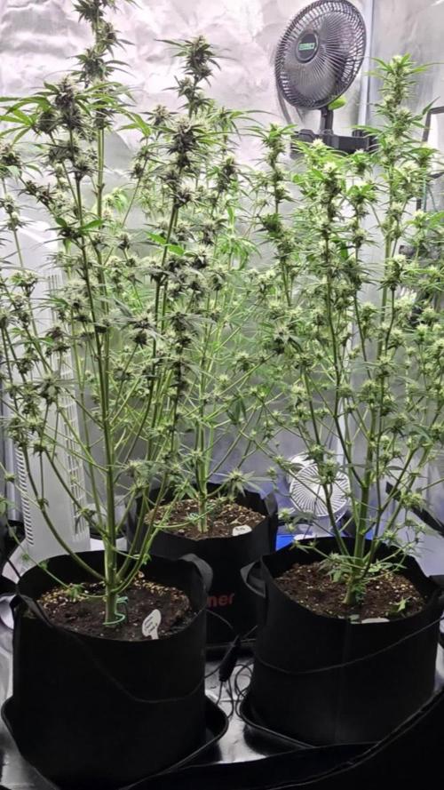 Auto Test FastBuds42 sponsored