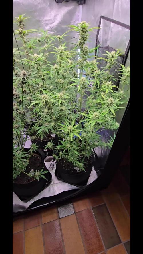Auto Test FastBuds42 sponsored