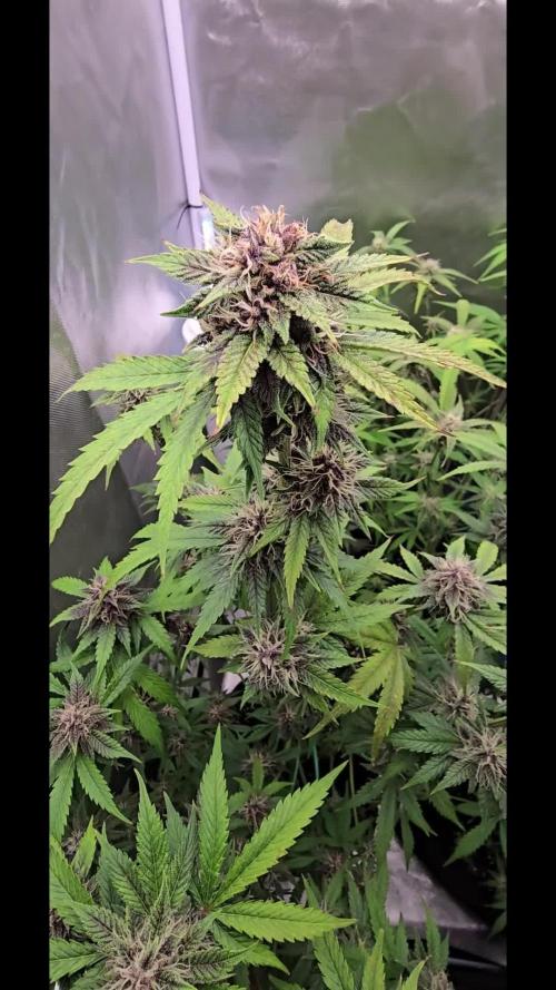 Auto Test FastBuds42 sponsored