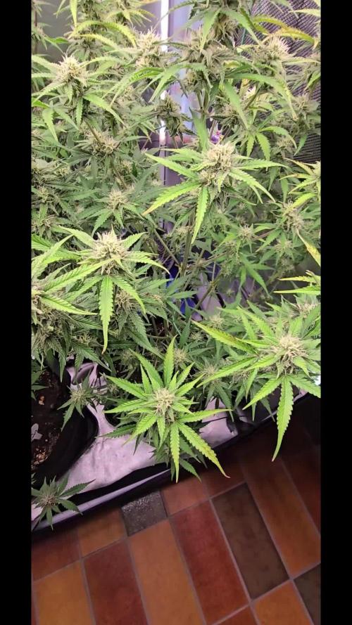 Auto Test FastBuds42 sponsored