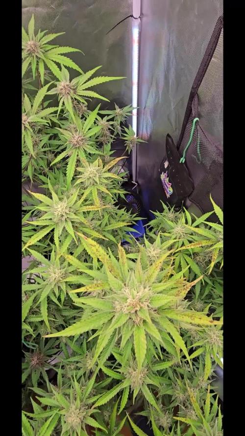 Auto Test FastBuds42 sponsored