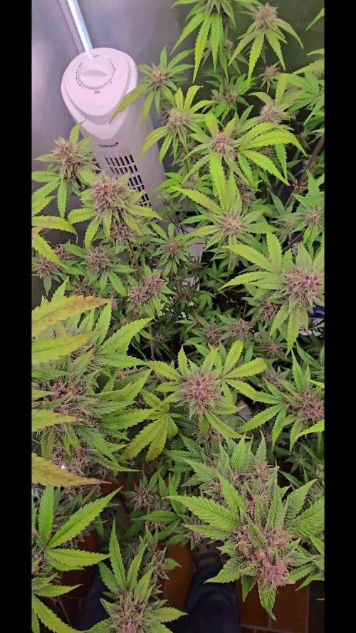 Auto Test FastBuds42 sponsored