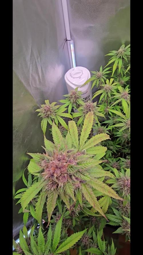 Auto Test FastBuds42 sponsored