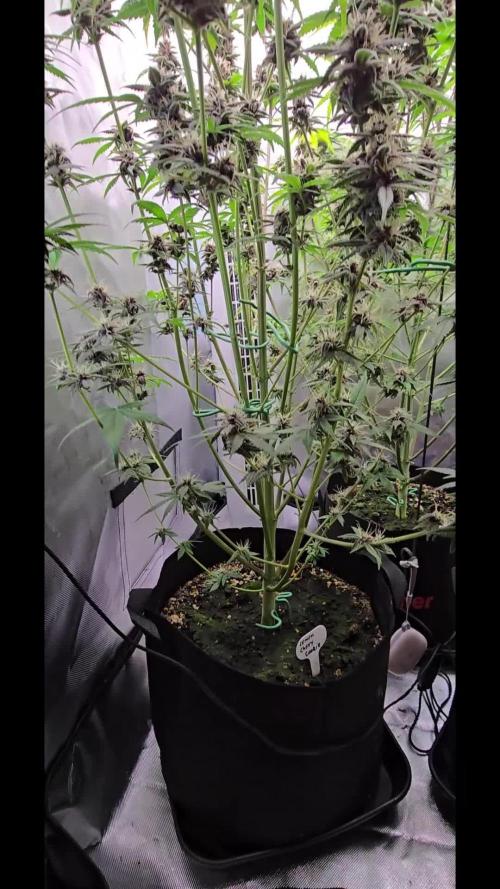 Auto Test FastBuds42 sponsored