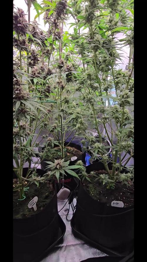 Auto Test FastBuds42 sponsored