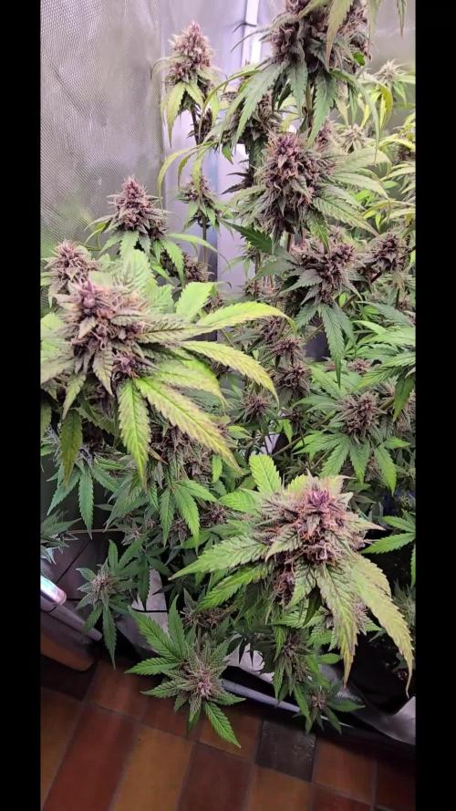 Auto Test FastBuds42 sponsored