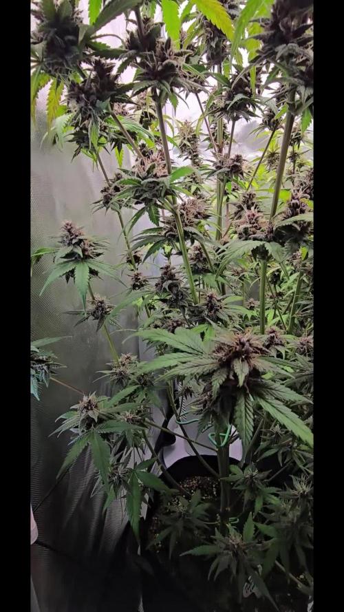 Auto Test FastBuds42 sponsored