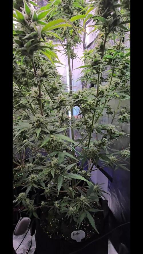 Auto Test FastBuds42 sponsored