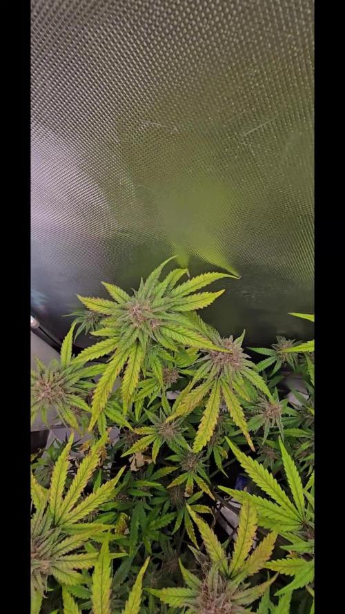 Auto Test FastBuds42 sponsored