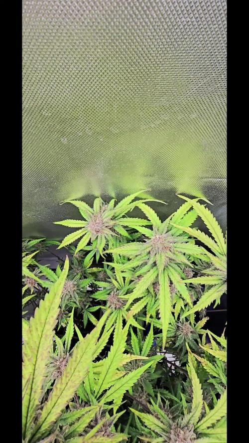 Auto Test FastBuds42 sponsored