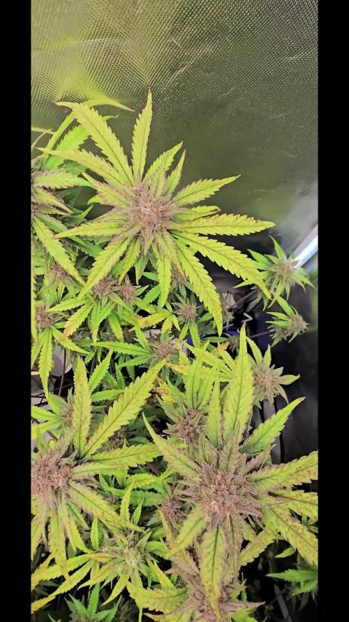 Auto Test FastBuds42 sponsored