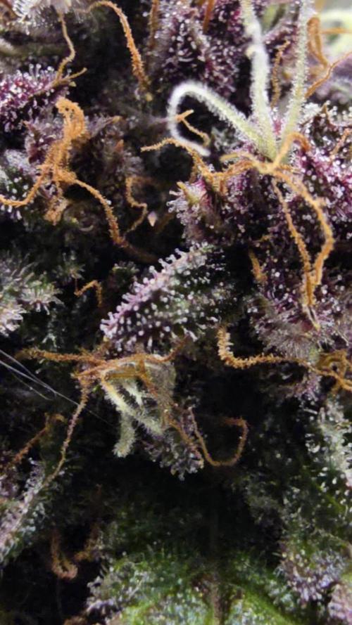 Auto Test FastBuds42 sponsored