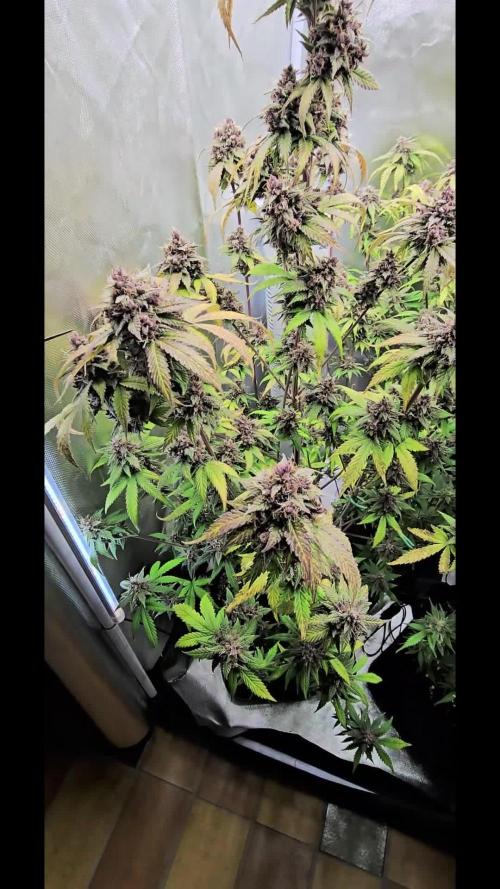 Auto Test FastBuds42 sponsored