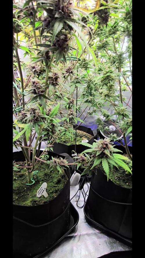 Auto Test FastBuds42 sponsored