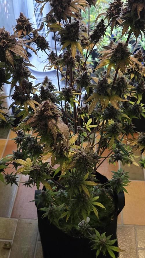 Auto Test FastBuds42 sponsored