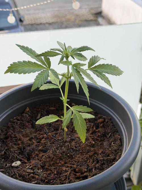NeudoHum Grow All Mix. Week 3