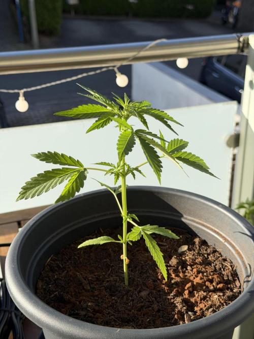 Outdoor2026. Week 3 - 21cm