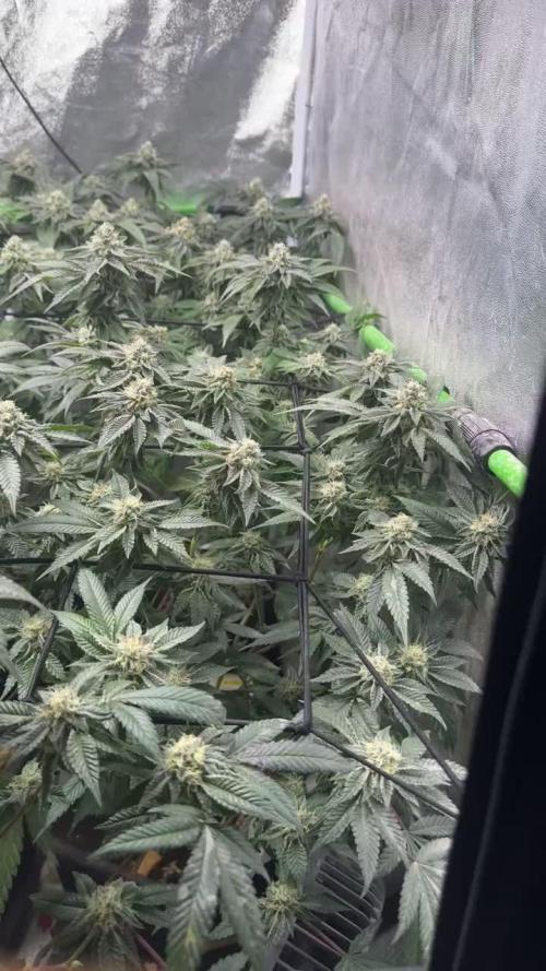 Wedding cake clone by Seed junky Genetics