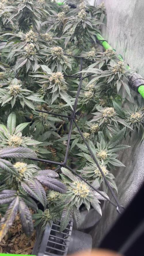 Wedding cake clone by Seed junky Genetics