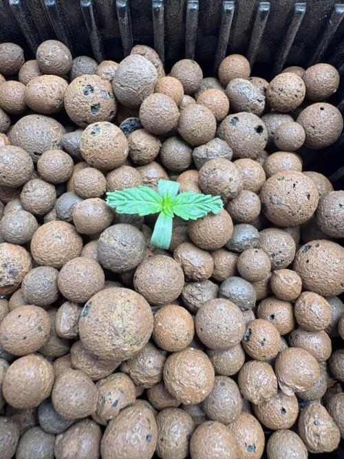 First Rdwc grow. Week 1