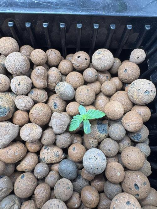 First Rdwc grow. Week 1