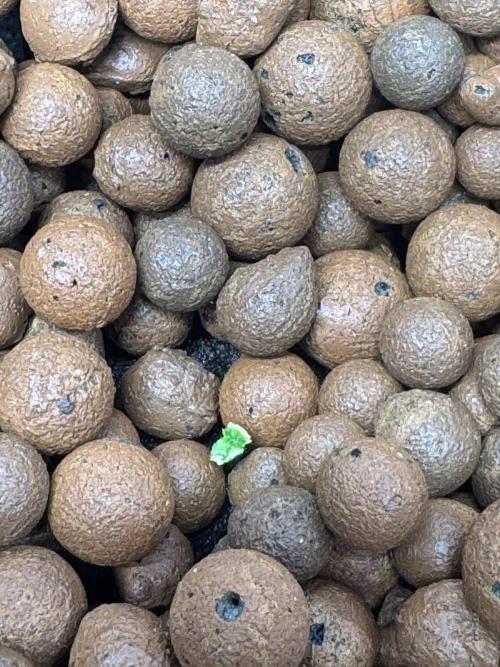 First Rdwc grow. Week 1 - Little problems in the beginning…