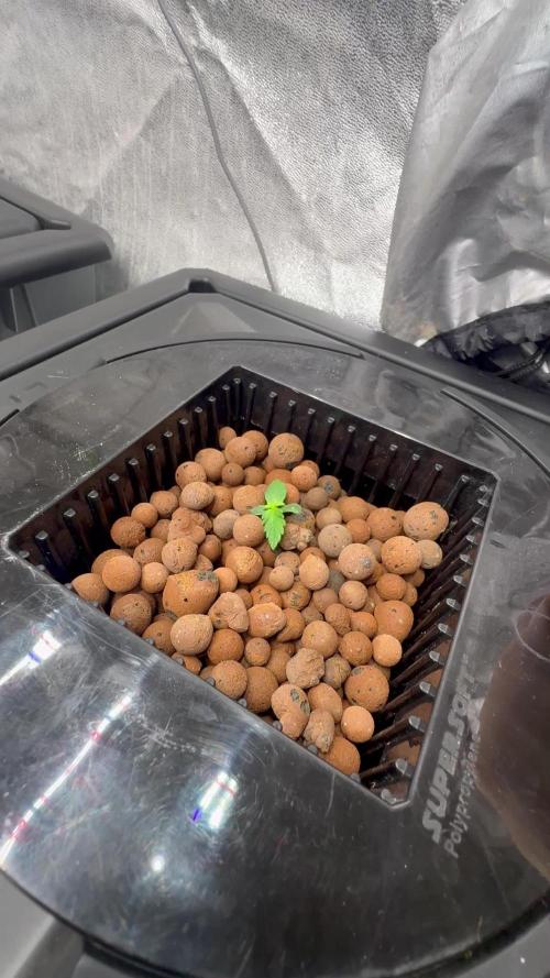 First Rdwc grow