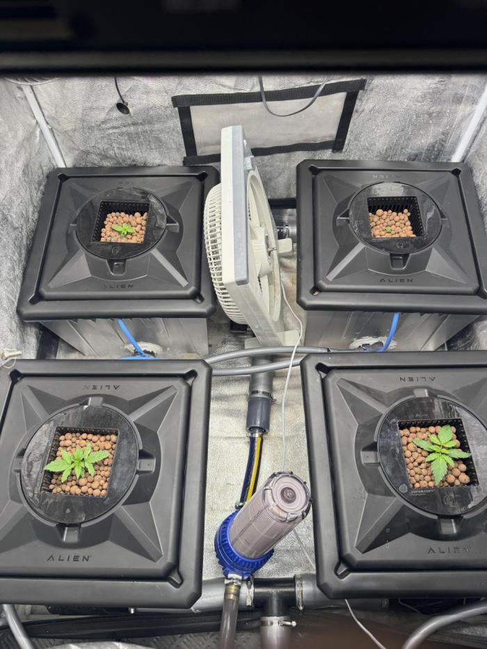 First Rdwc grow. Week 2 - Upper right one is struggeling, but she‘s alive.