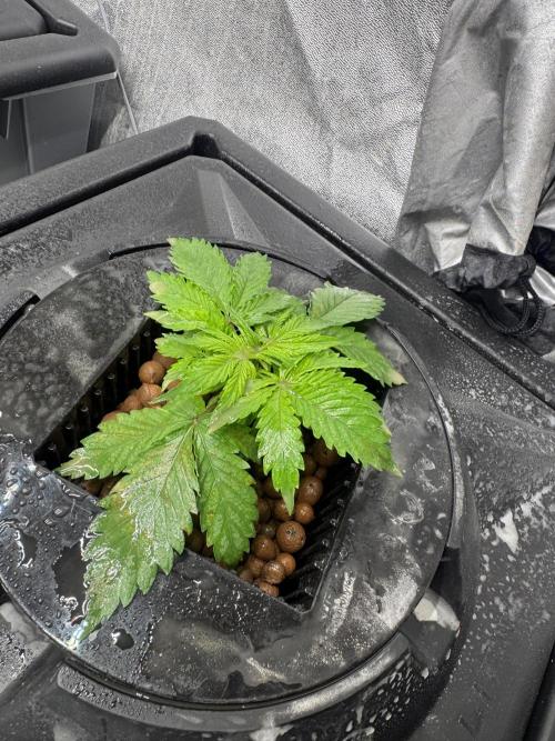 First Rdwc grow. Week 3 - Jack Herrer (some problems now…)