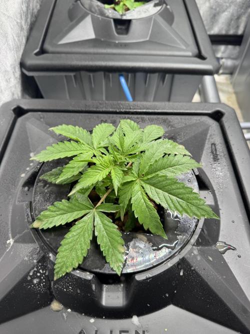 First Rdwc grow. Week 3