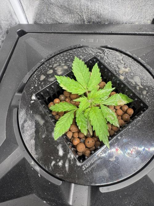 First Rdwc grow. Week 3